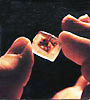 Lung samples H1N1